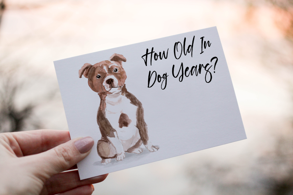 Staffordshire Bull Terrier Dog Birthday Card, Dog Birthday Card - Click Image to Close